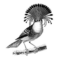 Vintage illustrations of Royal flycatcher