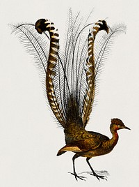 Lyebird (Menura) illustrated by Charles Dessalines D' Orbigny (1806-1876). Digitally enhanced from our own 1892 edition of Dictionnaire Universel D'histoire Naturelle.