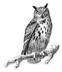 Vintage illustrations of Eurasian eagle-owl