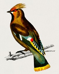 Bohemian waxwing (Bombycilla garrulus) illustrated by <a href="https://www.rawpixel.com/search/Charles%20Dessalines%20D%27%20Orbigny?&amp;page=1">Charles Dessalines D&#39; Orbigny</a> (1806-1876). Digitally enhanced from our own 1892 edition of Dictionnaire Universel D&#39;histoire Naturelle.