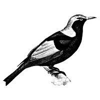 Vintage illustrations of Regent bowerbird