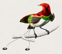 Raggiana bird-of-paradise (Paradisaea raggiana) illustrated by <a href="https://www.rawpixel.com/search/Charles%20Dessalines%20D%27%20Orbigny?&amp;page=1">Charles Dessalines D&#39; Orbigny</a> (1806-1876). Digitally enhanced from our own 1892 edition of Dictionnaire Universel D&#39;histoire Naturelle.
