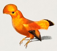 Guianan cock-of-the-rock (Rupicola rupicola) illustrated by <a href="https://www.rawpixel.com/search/Charles%20Dessalines%20D%27%20Orbigny?&amp;page=1">Charles Dessalines D&#39; Orbigny </a>(1806-1876). Digitally enhanced from our own 1892 edition of Dictionnaire Universel D&#39;histoire Naturelle.