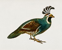 California quail (Callipepla californica) illustrated by <a href="https://www.rawpixel.com/search/Charles%20Dessalines%20D%27%20Orbigny?&amp;page=1">Charles Dessalines D&#39; Orbigny</a> (1806-1876). Digitally enhanced from our own 1892 edition of Dictionnaire Universel D&#39;histoire Naturelle.
