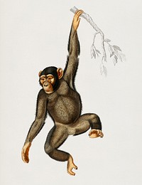 Chimpangze (Troglodyte Chimpanze) illustrated by Charles Dessalines D' Orbigny (1806-1876). Digitally enhanced from our own 1892 edition of Dictionnaire Universel D'histoire Naturelle.