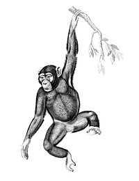 Vintage illustrations of Chimpanzee