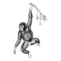 Vintage illustrations of Chimpanzee