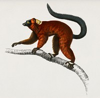 Red ruffed Lemur (Varecia Rubra) illustrated by<a href="https://www.rawpixel.com/search/Charles%20Dessalines%20D%27%20Orbigny?&amp;page=1"> Charles Dessalines D&#39; Orbigny</a> (1806-1876). Digitally enhanced from our own 1892 edition of Dictionnaire Universel D&#39;histoire Naturelle.