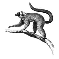 Vintage illustrations of Red ruffed Lemur
