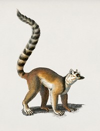 Ring-tailed Lemur (Lemur Catta) illustrated by <a href="https://www.rawpixel.com/search/Charles%20Dessalines%20D%27%20Orbigny?&amp;page=1">Charles Dessalines D&#39; Orbigny</a> (1806-1876). Digitally enhanced from our own 1892 edition of Dictionnaire Universel D&#39;histoire Naturelle.