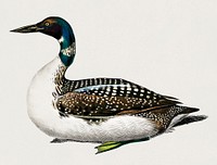 Loon (Gavia) illustrated by Charles Dessalines D' Orbigny (1806-1876). Digitally enhanced from our own 1892 edition of Dictionnaire Universel D'histoire Naturelle.