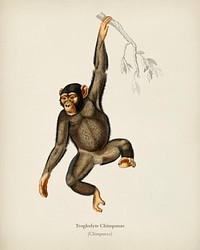 Chimpangze (Troglodyte Chimpanze) illustrated by <a href="https://www.rawpixel.com/search/Charles%20Dessalines%20D%27%20Orbigny?&amp;page=1">Charles Dessalines D&#39; Orbigny</a> (1806-1876). Digitally enhanced from our own 1892 edition of Dictionnaire Universel D&#39;histoire Naturelle.