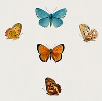 Collection of hand drawings of butterflies illustrated by <a href="https://www.rawpixel.com/search/Charles%20Dessalines%20D%27%20Orbigny?&amp;page=1">Charles Dessalines D&#39; Orbigny</a> (1806-1876). Digitally enhanced from our own 1892 edition of Dictionnaire Universel D&#39;histoire Naturelle.