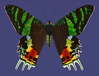 Vintage Illustration of Madagascan Sunset Moth (Urania Riphaeus).
