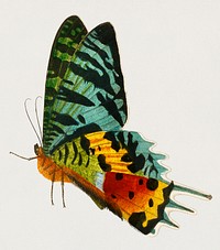 Madagascan Sunset Moth (Urania Riphaeus) illustrated by <a href="https://www.rawpixel.com/search/Charles%20Dessalines%20D%27%20Orbigny?&amp;page=1">Charles Dessalines D&#39; Orbigny</a> (1806-1876). Digitally enhanced from our own 1892 edition of Dictionnaire Universel D&#39;histoire Naturelle.