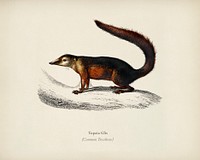 Common Treeshrew (Tupaia Glis) illustrated by <a href="https://www.rawpixel.com/search/Charles%20Dessalines%20D%27%20Orbigny?&amp;page=1">Charles Dessalines D&#39; Orbigny</a> (1806-1876). Digitally enhanced from our own 1892 edition of Dictionnaire Universel D&#39;histoire Naturelle.