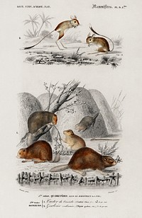 Beaver (Castor) and Jerboa (Dipus) illustrated by <a href="https://www.rawpixel.com/search/Charles%20Dessalines%20D%27%20Orbigny?sort=curated&amp;page=1">Charles Dessalines D&#39; Orbigny</a> (1806-1876) .Digitally enhanced from our own 1892 edition of Dictionnaire Universel D&#39;histoire Naturelle.
