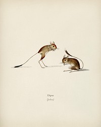 Jerboa (Dipus) illustrated by <a href="https://www.rawpixel.com/search/Charles%20Dessalines%20D%27%20Orbigny?&amp;page=1">Charles Dessalines D&#39; Orbigny</a> (1806-1876). Digitally enhanced from our own 1892 edition of Dictionnaire Universel D&#39;histoire Naturelle.