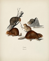 Beaver (Castor) illustrated by<a href="https://www.rawpixel.com/search/Charles%20Dessalines%20D%27%20Orbigny?&amp;page=1"> Charles Dessalines D&#39; Orbigny</a> (1806-1876). Digitally enhanced from our own 1892 edition of Dictionnaire Universel D&#39;histoire Naturelle.