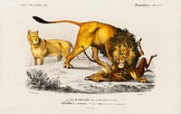 Lion (Panthera Leo) illustrated by <a href="https://www.rawpixel.com/search/Charles%20Dessalines%20D%27%20Orbigny?sort=curated&amp;page=1">Charles Dessalines D&#39; Orbigny</a> (1806-1876). Digitally enhanced from our own 1892 edition of Dictionnaire Universel D&#39;histoire Naturelle.