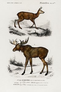 Alces alces and Moschus illustrated by <a href="https://www.rawpixel.com/search/Charles%20Dessalines%20D%27%20Orbigny?sort=curated&amp;page=1">Charles Dessalines D&#39; Orbigny</a> (1806-1876). Digitally enhanced from our own 1892 edition of Dictionnaire Universel D&#39;histoire Naturelle.