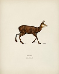 Moschus illustrated by <a href="https://www.rawpixel.com/search/Charles%20Dessalines%20D%27%20Orbigny?&amp;page=1">Charles Dessalines D&#39; Orbigny</a> (1806-1876). Digitally enhanced from our own 1892 edition of Dictionnaire Universel D&#39;histoire Naturelle.