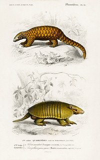 Yellow armadillo (Euphractus sexcinctus) and Indian Pangolin (Manis crassicaudata) illustrated by <a href="https://www.rawpixel.com/search/Charles%20Dessalines%20D%27%20Orbigny?sort=curated&amp;page=1">Charles Dessalines D&#39; Orbigny</a> (1806-1876). Digitally enhanced from our own 1892 edition of Dictionnaire Universel D&#39;histoire Naturelle.