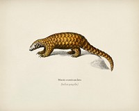 Indian Pangolin (Manis crassicaudata) illustrated by <a href="https://www.rawpixel.com/search/Charles%20Dessalines%20D%27%20Orbigny?&amp;page=1">Charles Dessalines D&#39; Orbigny</a> (1806-1876). Digitally enhanced from our own 1892 edition of Dictionnaire Universel D&#39;histoire Naturelle.