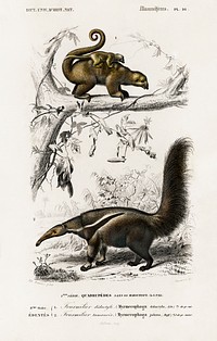 Pygmy anteater (Cyclopes didactylus) and Giant anteater (Myrmecophaga tridactyla) illustrated by <a href="https://www.rawpixel.com/search/Charles%20Dessalines%20D%27%20Orbigny?sort=curated&amp;page=1">Charles Dessalines D&#39; Orbigny</a> (1806-1876). Digitally enhanced from our own 1892 edition of Dictionnaire Universel D&#39;histoire Naturelle.