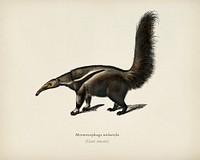 Giant anteater (Myrmecophaga tridactyla) illustrated by <a href="https://www.rawpixel.com/search/Charles%20Dessalines%20D%27%20Orbigny?&amp;page=1">Charles Dessalines D&#39; Orbigny</a> (1806-1876). Digitally enhanced from our own 1892 edition of Dictionnaire Universel D&#39;histoire Naturelle.