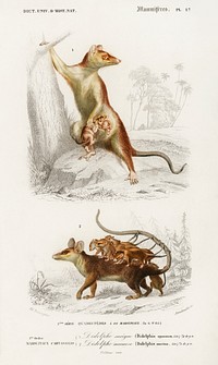 Opossum (Didelphis) and Opossum (Didelphis) illustrated by <a href="https://www.rawpixel.com/search/Charles%20Dessalines%20D%27%20Orbigny?sort=curated&amp;page=1">Charles Dessalines D&#39; Orbigny</a> (1806-1876). Digitally enhanced from our own 1892 edition of Dictionnaire Universel D&#39;histoire Naturelle.