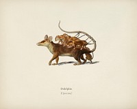 Opossum (Didelphis) illustrated by Charles Dessalines D' Orbigny (1806-1876). Digitally enhanced from our own 1892 edition of Dictionnaire Universel D'histoire Naturelle.