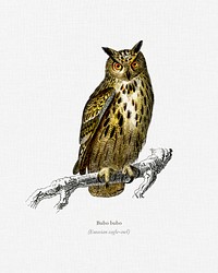 Bubo bubo (Eurasian eagle-owl) illustrated by <a href="https://www.rawpixel.com/search/Charles%20Dessalines%20D%27%20Orbigny?&amp;page=1">Charles Dessalines D&#39; Orbigny </a>(1806-1876). Digitally enhanced from our own 1892 edition of Dictionnaire Universel D&#39;histoire Naturelle.