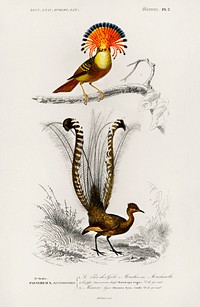 Different types of birds illustrated by <a href="https://www.rawpixel.com/search/Charles%20Dessalines%20D%27%20Orbigny?sort=curated&amp;page=1">Charles Dessalines D&#39; Orbigny</a> (1806-1876). Digitally enhanced from our own 1892 edition of Dictionnaire Universel D&#39;histoire Naturelle.
