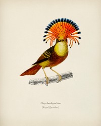 Royal flycatcher (Onychorhynchus) illustrated by <a href="https://www.rawpixel.com/search/Charles%20Dessalines%20D%27%20Orbigny?&amp;page=1">Charles Dessalines D&#39; Orbign</a>y (1806-1876). Digitally enhanced from our own 1892 edition of Dictionnaire Universel D&#39;histoire Naturelle.