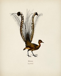 Lyebird (Menura) illustrated by <a href="https://www.rawpixel.com/search/Charles%20Dessalines%20D%27%20Orbigny?&amp;page=1">Charles Dessalines D&#39; Orbigny</a> (1806-1876). Digitally enhanced from our own 1892 edition of Dictionnaire Universel D&#39;histoire Naturelle.