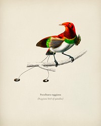 Raggiana bird-of-paradise (Paradisaea raggiana) illustrated by <a href="https://www.rawpixel.com/search/Charles%20Dessalines%20D%27%20Orbigny?&amp;page=1">Charles Dessalines D&#39; Orbigny</a> (1806-1876). Digitally enhanced from our own 1892 edition of Dictionnaire Universel D&#39;histoire Naturelle.