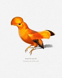 Guianan cock-of-the-rock (Rupicola rupicola) illustrated by <a href="https://www.rawpixel.com/search/Charles%20Dessalines%20D%27%20Orbigny?&amp;page=1">Charles Dessalines D&#39; Orbigny </a>(1806-1876). Digitally enhanced from our own 1892 edition of Dictionnaire Universel D&#39;histoire Naturelle.