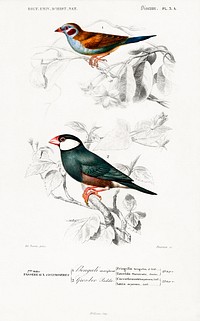 Red-cheeked Cordonbleu (Uraeginthus Bengalus) and Java Sparrow (Lonchura Oryzivora) illustrated by <a href="https://www.rawpixel.com/search/Charles%20Dessalines%20D%27%20Orbigny?sort=curated&amp;page=1">Charles Dessalines D&#39; Orbigny</a> (1806-1876).