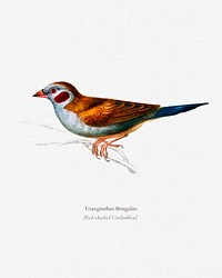 Red-cheeked Cordonbleu (Uraeginthus Bengalus) illustrated by <a href="https://www.rawpixel.com/search/Charles%20Dessalines%20D%27%20Orbigny?&amp;page=1">Charles Dessalines D&#39; Orbigny</a> (1806-1876). Digitally enhanced from our own 1892 edition of Dictionnaire Universel D&#39;histoire Naturelle.