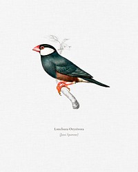 Java Sparrow (Lonchura Oryzivora) illustrated by <a href="https://www.rawpixel.com/search/Charles%20Dessalines%20D%27%20Orbigny?&amp;page=1">Charles Dessalines D&#39; Orbigny</a> (1806-1876). Digitally enhanced from our own 1892 edition of Dictionnaire Universel D&#39;histoire Naturelle.