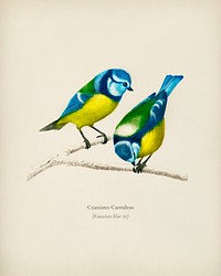 Eurasian blue tit (Cyanistes Caeruleus) illustrated by <a href="https://www.rawpixel.com/search/Charles%20Dessalines%20D%27%20Orbigny?&amp;page=1">Charles Dessalines D&#39; Orbigny</a> (1806-1876). Digitally enhanced from our own 1892 edition of Dictionnaire Universel D&#39;histoire Naturelle.