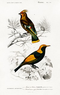 Different types of birds illustrated by <a href="https://www.rawpixel.com/search/Charles%20Dessalines%20D%27%20Orbigny?sort=curated&amp;page=1">Charles Dessalines D&#39; Orbigny</a> (1806-1876). Digitally enhanced from our own 1892 edition of Dictionnaire Universel D&#39;histoire Naturelle.