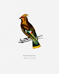 Bohemian waxwing (Bombycilla garrulus) illustrated by <a href="https://www.rawpixel.com/search/Charles%20Dessalines%20D%27%20Orbigny?&amp;page=1">Charles Dessalines D&#39; Orbigny</a> (1806-1876). Digitally enhanced from our own 1892 edition of Dictionnaire Universel D&#39;histoire Naturelle.