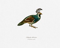 California quail (Callipepla californica) illustrated by <a href="https://www.rawpixel.com/search/Charles%20Dessalines%20D%27%20Orbigny?&amp;page=1">Charles Dessalines D&#39; Orbigny</a> (1806-1876). Digitally enhanced from our own 1892 edition of Dictionnaire Universel D&#39;histoire Naturelle.