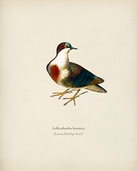 Luzon bleeding-heart (Gallicolumba luzonica) illustrated by <a href="https://www.rawpixel.com/search/Charles%20Dessalines%20D%27%20Orbigny?&amp;page=1">Charles Dessalines D&#39; Orbigny </a>(1806-1876). Digitally enhanced from our own 1892 edition of Dictionnaire Universel D&#39;histoire Naturelle.
