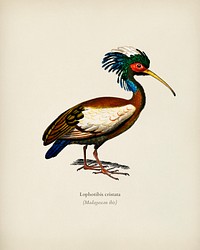Madagascan ibis (Lophotibis cristata) illustrated by <a href="https://www.rawpixel.com/search/Charles%20Dessalines%20D%27%20Orbigny?&amp;page=1">Charles Dessalines D&#39; Orbigny</a> (1806-1876). Digitally enhanced from our own 1892 edition of Dictionnaire Universel D&#39;histoire Naturelle.