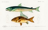 Salmo Hamatus and Cyprinus Carpio illustrated by Charles Dessalines D' Orbigny (1806-1876). Digitally enhanced from our own 1892 edition of Dictionnaire Universel D'histoire Naturelle.