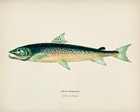 Salmo Hamatus illustrated by <a href="https://www.rawpixel.com/search/Charles%20Dessalines%20D%27%20Orbigny?&amp;page=1">Charles Dessalines D&#39; Orbigny</a> (1806-1876). Digitally enhanced from our own 1892 edition of Dictionnaire Universel D&#39;histoire Naturelle.