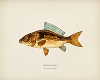 Cyprinus Carpio illustrated by <a href="https://www.rawpixel.com/search/Charles%20Dessalines%20D%27%20Orbigny?&amp;page=1">Charles Dessalines D&#39; Orbigny</a> (1806-1876). Digitally enhanced from our own 1892 edition of Dictionnaire Universel D&#39;histoire Naturelle.